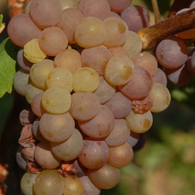 Perle ANT 0429